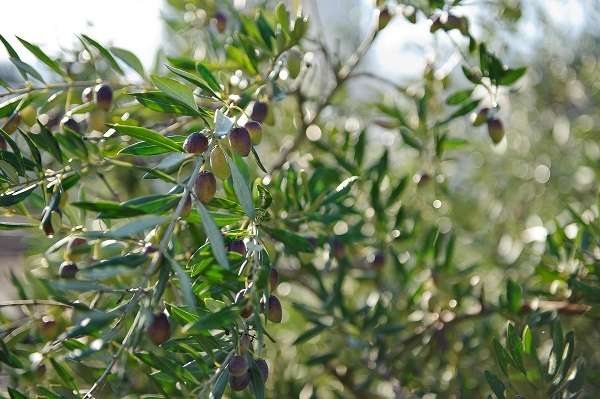 Comment fait-on la meilleure huile d’olive au monde?